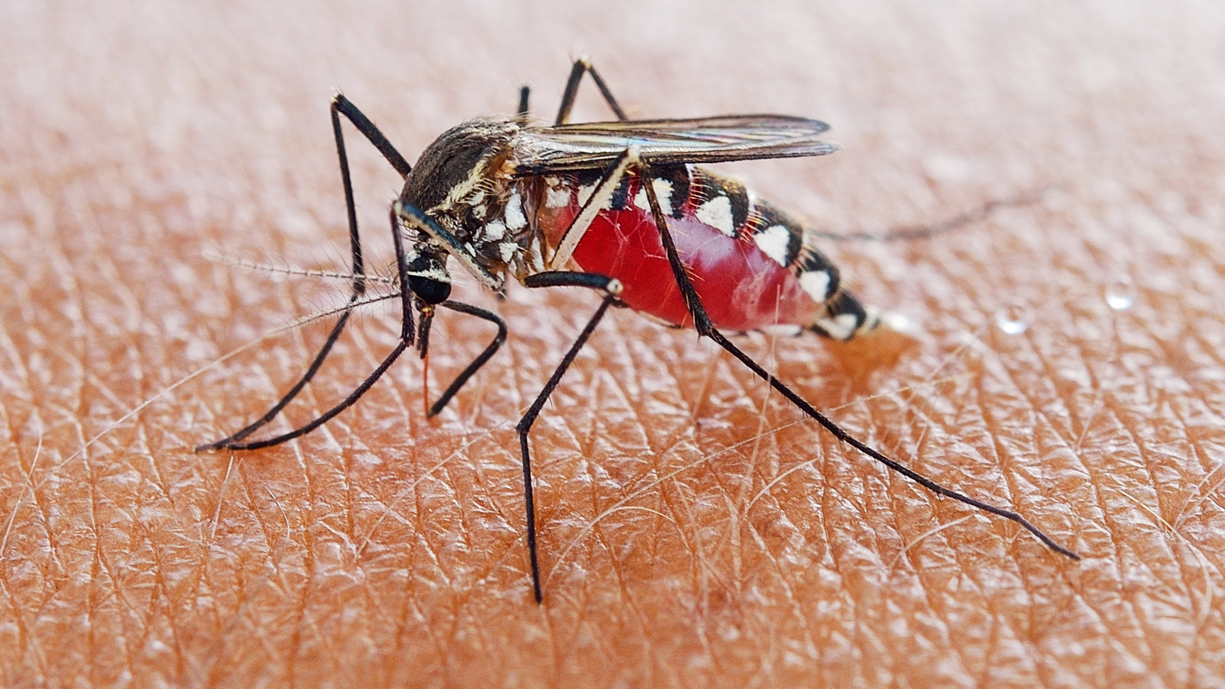 मच्छर के डंक से बचें, नहीं होंगी बीमारियां