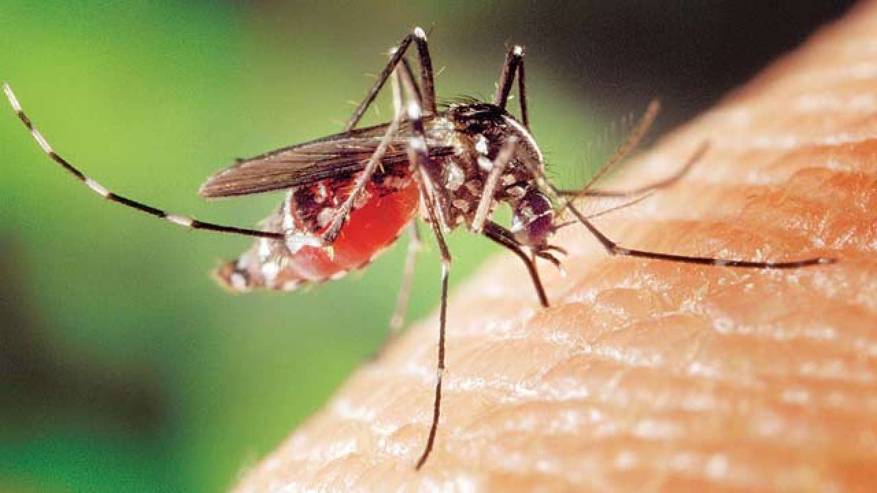 मच्छरों से बचाव के लिए अपनाएं खास  सावधानी