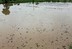 आफत बनी बारिश से कई फसलें हुई खराब, किसान को लाखों रुपए का हुआ नुकसान