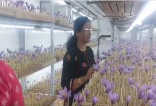 मैनपुरी की महिला ने इस तकनीक से उगाया ‘कश्मीर का केसर’, जिलाधिकारी खेती के सफल प्रयोग की सराहना