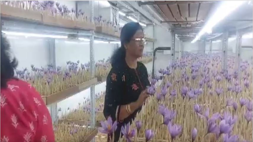 मैनपुरी की महिला ने इस तकनीक से उगाया ‘कश्मीर का केसर’, जिलाधिकारी खेती के सफल प्रयोग की सराहना