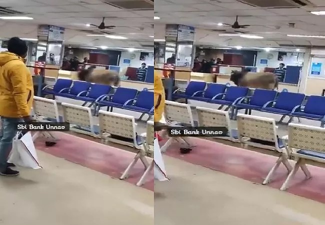 Watch Viral Video: जब SBI बैंक में घुस गया सांड, बाहर निकालने में सिक्योरिटी गार्ड के छूटे पसीने