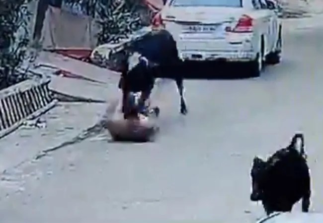 Viral Video: बरेली में दिल दहला देने वाला मामला, रिटायर्ड गन्ना प्रबंधक कृष्णानंद पांडे को सांड ने पटक-पटक कर उतारा मौत के घाट