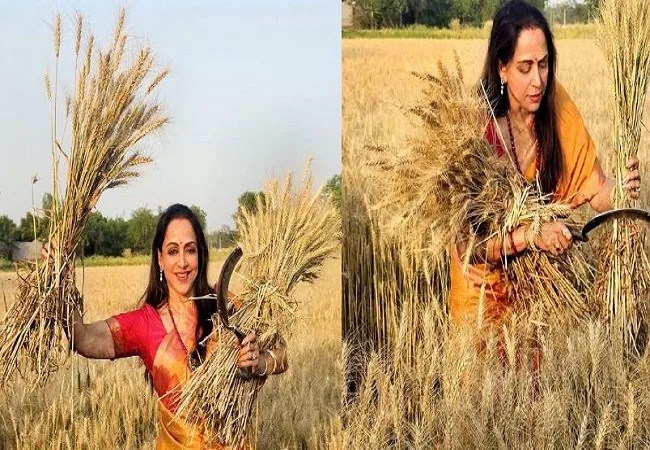 Lok sabha election 2024: चिलचिलाती धूप में हाथ में हसिया लेकर खेत में गेहूं की फसल काटती नजर आयीं ड्रीम गर्ल हेमा मालिनी