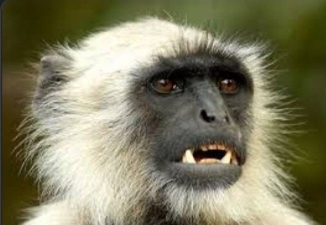 Shocking News: BJP कार्यालय में नौकरी करेगा लंगूर, पंखे के बिना नहीं आती इसे नींद, सैलरी है तीस हजार रुपये